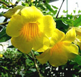 allamanda