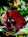 aristolochia