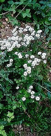aster