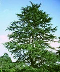 cedar