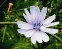 chicory