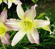 daylily