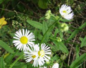 erigeron