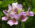 geranium