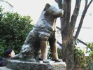 hachiko