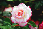 pinkrose