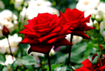 redrose