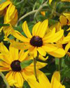 rudbeckia