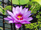 waterlily