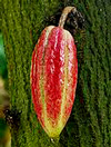 cacao