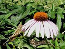 echinacea