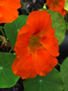 nasturtium