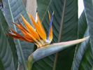 strelitzia