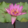 waterlily