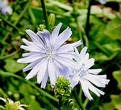 chicory