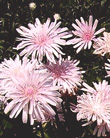 crepis