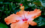 hibiscus