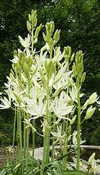 ivoryflowers