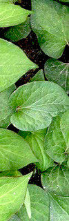 leaves