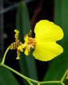 oncidium