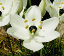 ornithogalum