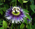 passiflora