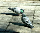 pigeon