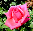 rose