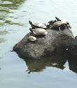 tortoises